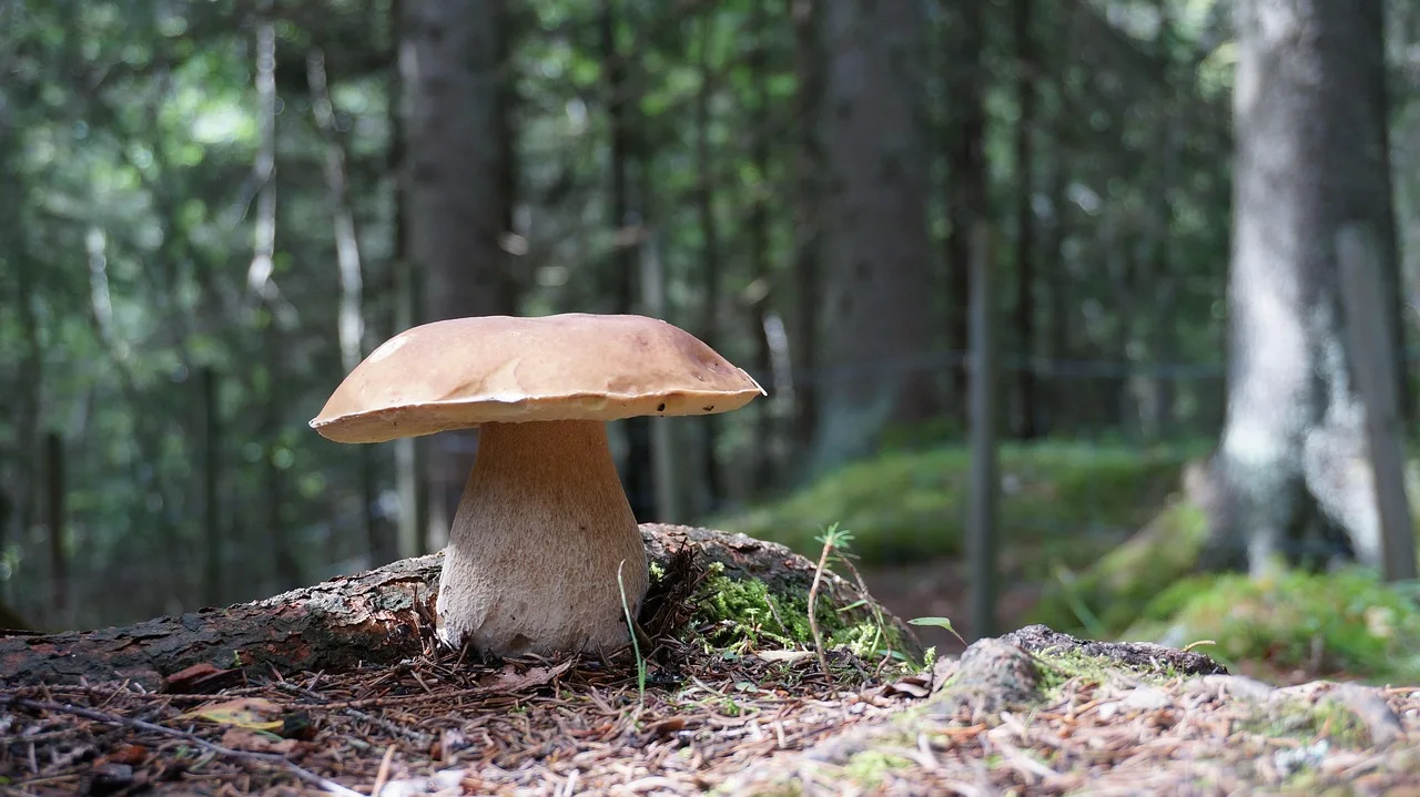 Come coltivare funghi: la guida dell'esperto