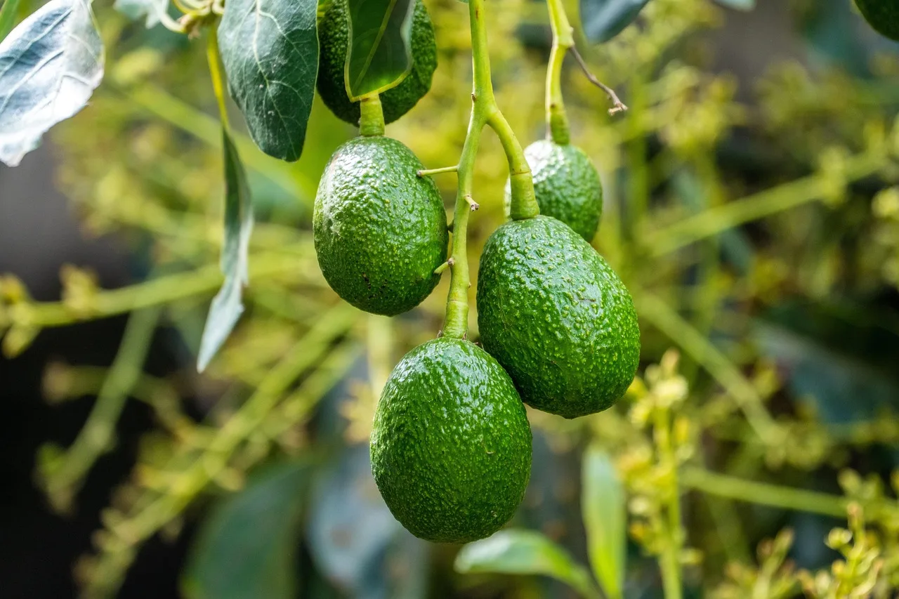 Come coltivare l’avocado: i tre trucchetti del giardiniere esperto